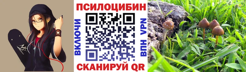Псилоцибиновые грибы Psilocybe  Купить закладки  Дубовка 